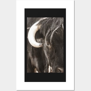 Bulls head Posters and Art